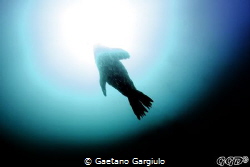 "Abducted"... the water was cold and full of seals and se... by Gaetano Gargiulo 